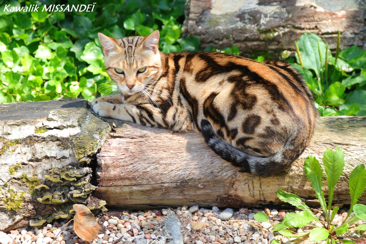 bengal marble